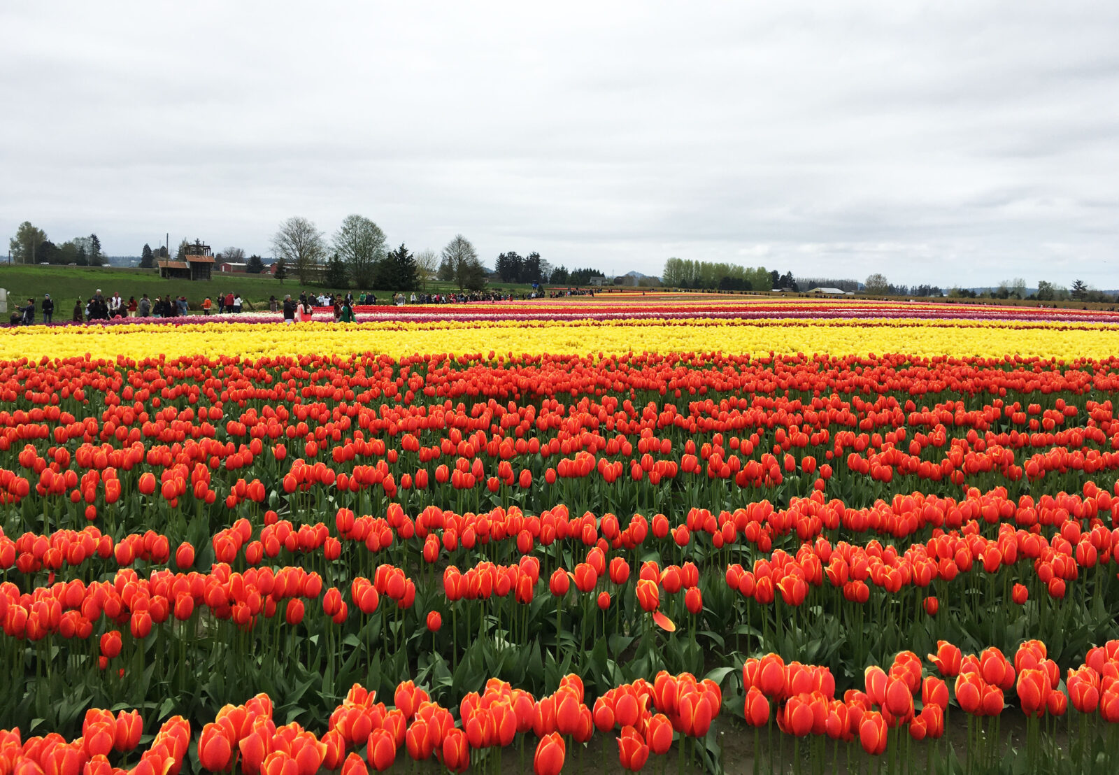 Holland Happening Parade & Festival Events Whidbey